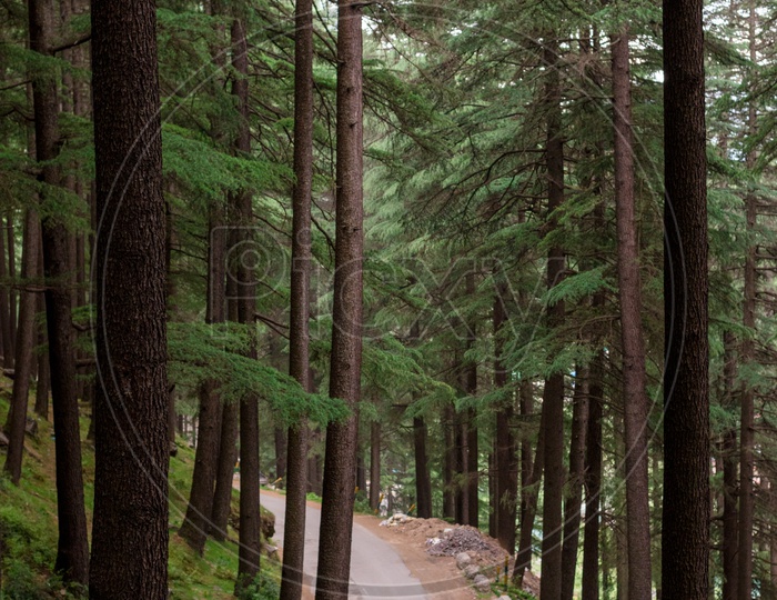 A Car moving along the Spruce fir forest road