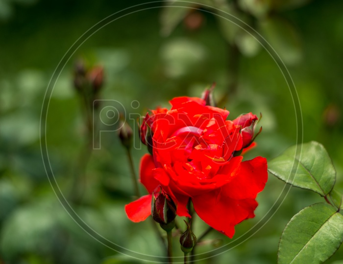 Red Rose Flower in a Garden at Manali