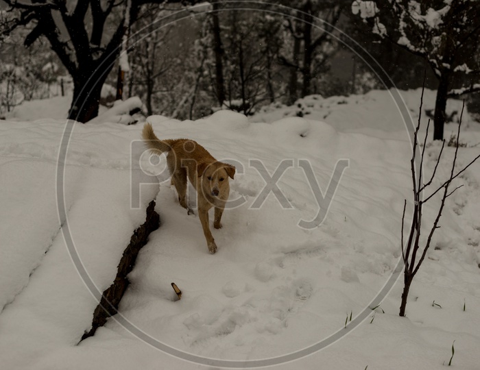 Indian Dog running and playing in the snow