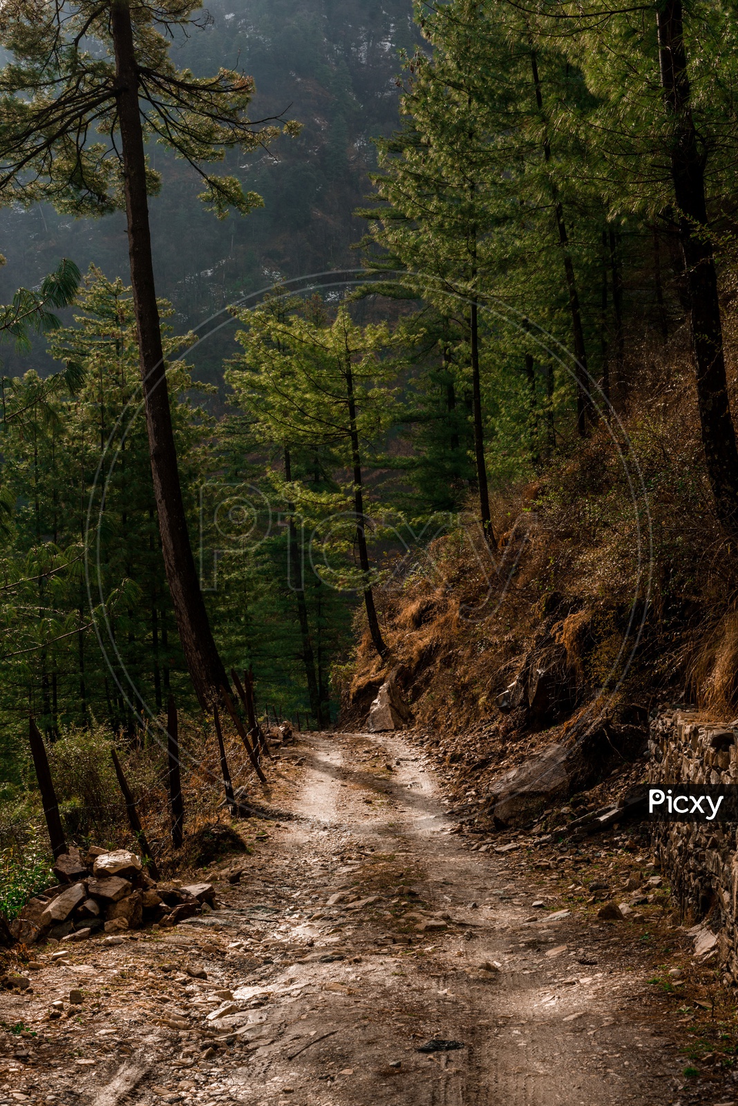 Mountain Roads in Himalayas surrounded by deodar trees