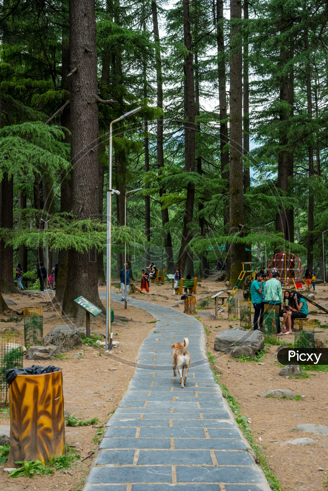 A Dog walking on Pathway with Tourists in Background at Van Vihar National Park