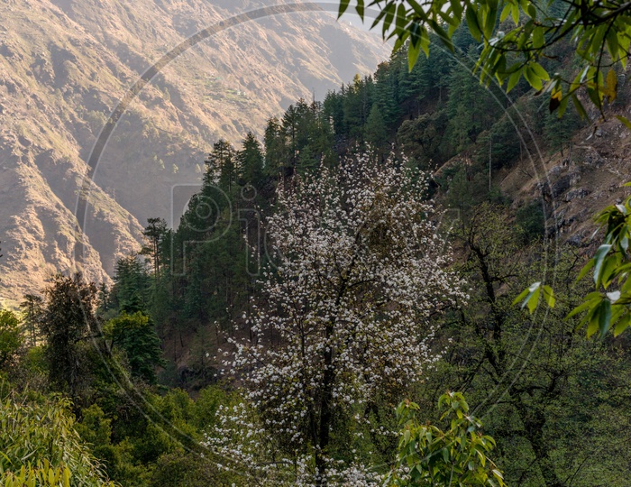Trees on Mountains in Background in Himalayas