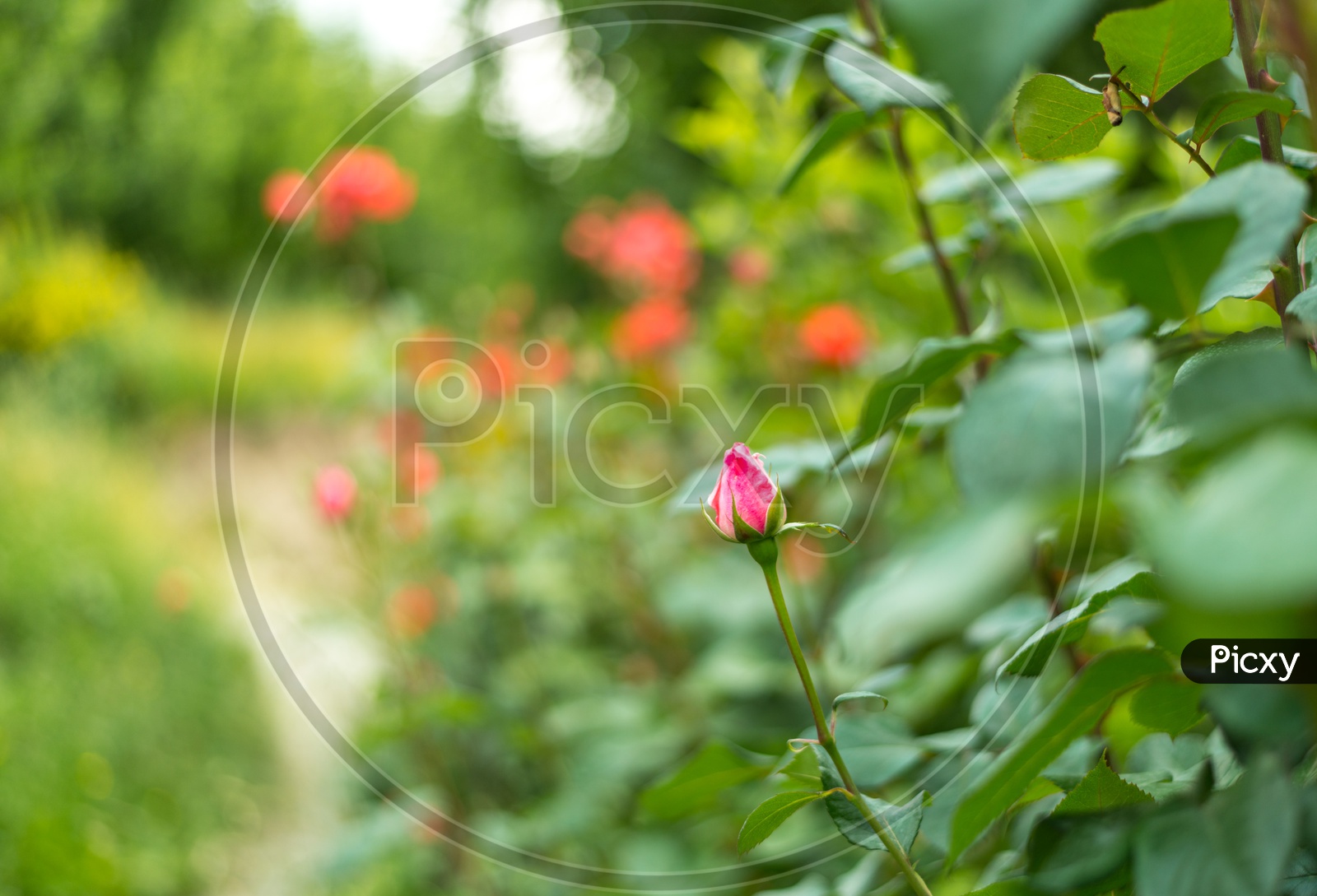 Beautiful Rosa glauca flowers blooming in the garden
