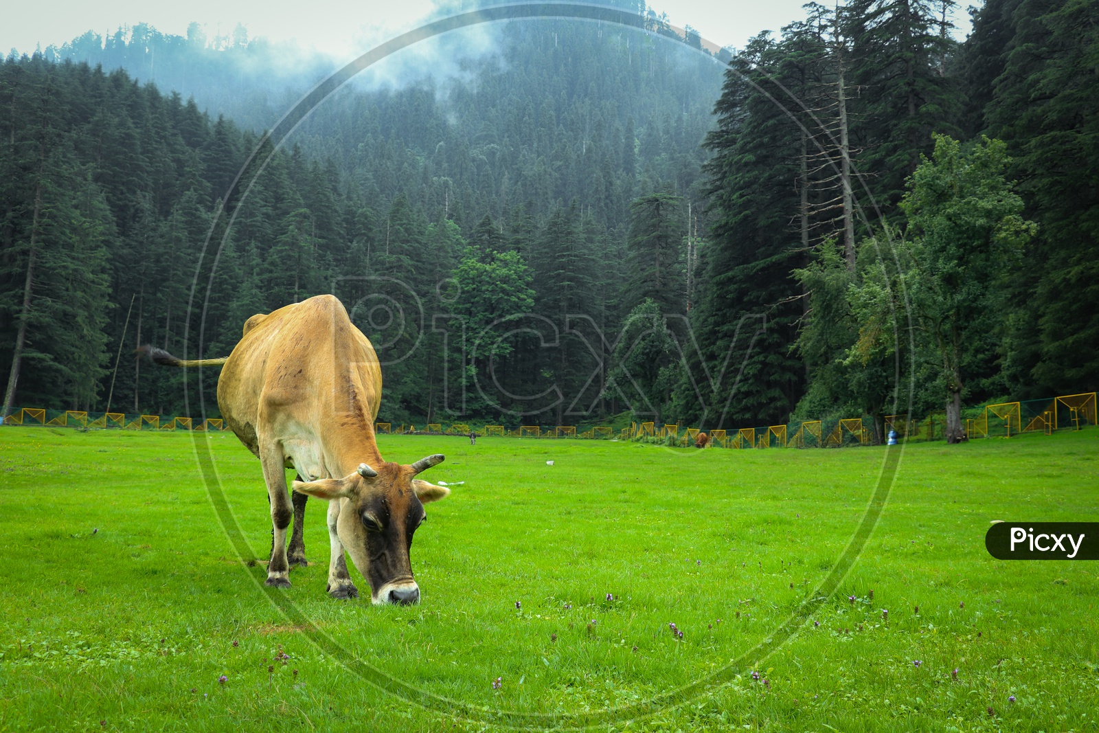 A cow grazing in the meadows in Khajjiar