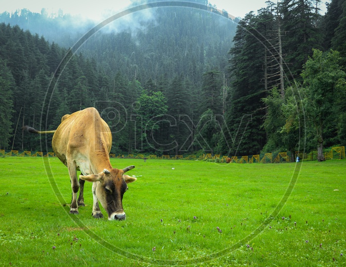 A cow grazing in the meadows in Khajjiar