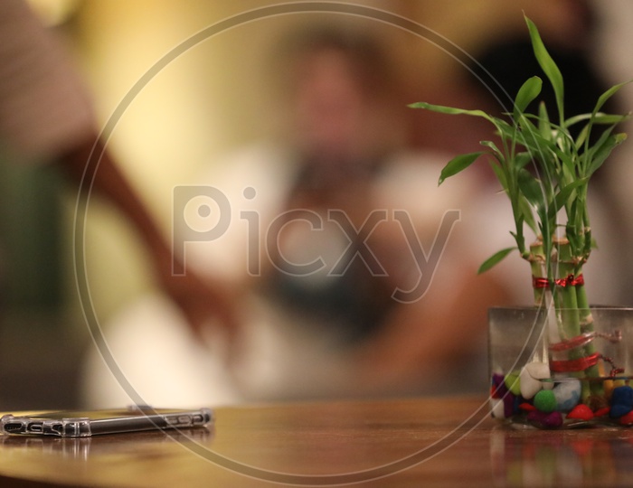A Bamboo plant on the table