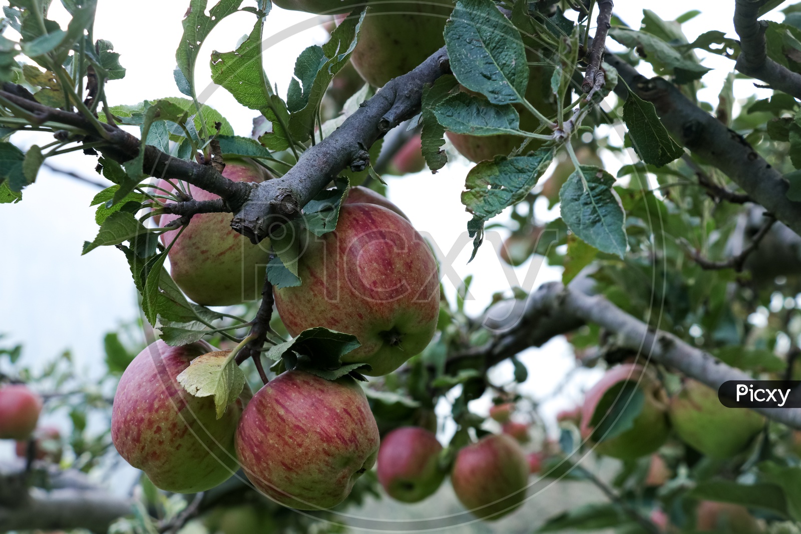 Apple trees during the harvest season