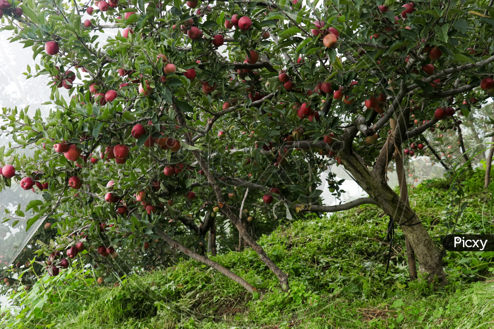 Apple trees in the mountains