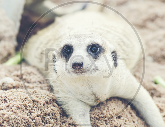 Suricata or suricatta or meerkat  In a Zoo Looking With an Expression