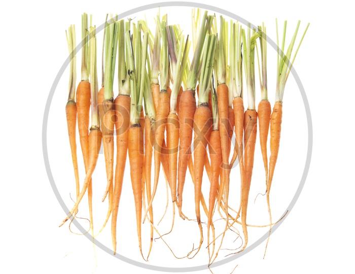 Carrots Bunch On an isolated White Background