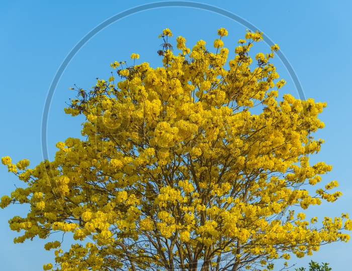 Yellow Mimosa Flower Branches Over Blue Sky