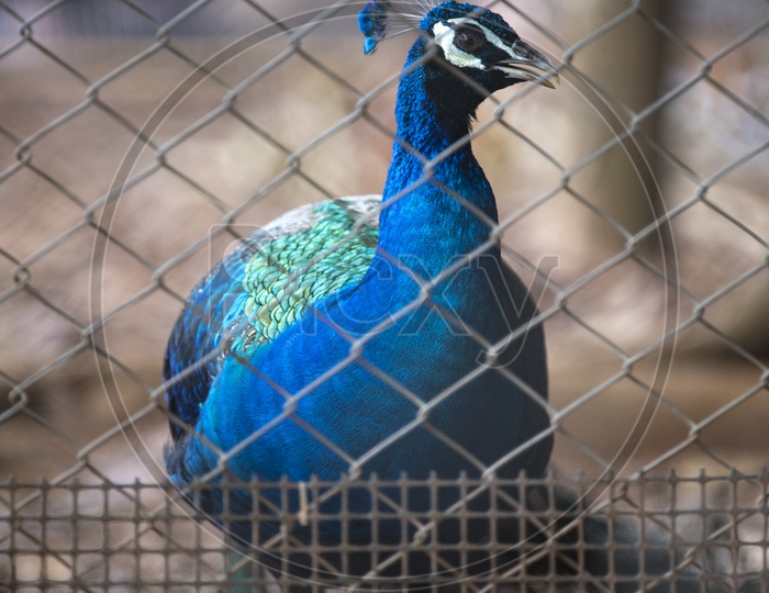 Peacock in a cage At Zoo