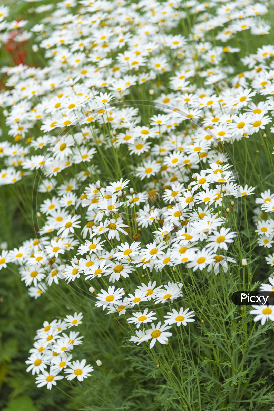 Daisy Flower Garden Shasta Daisy Blooming This So Beautifully This