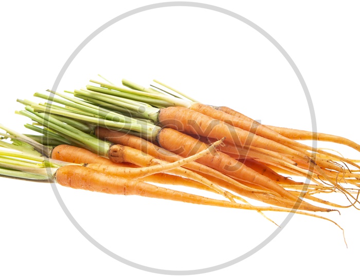 Fresh Carrots Bunch On an Isolated White Background