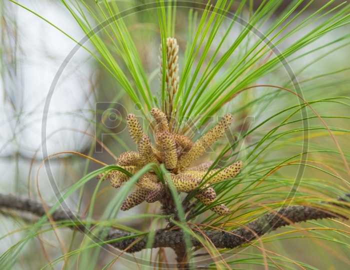 Khasiya pine flower Bud