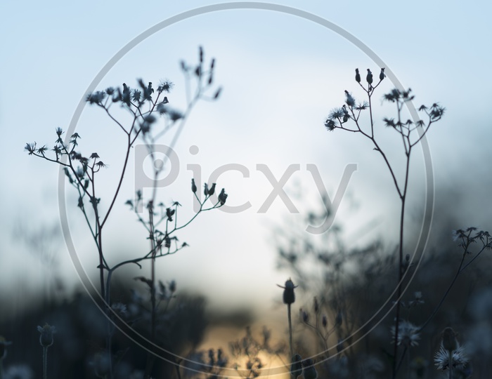Silhouette Of Garden Plant With Sunset In Background