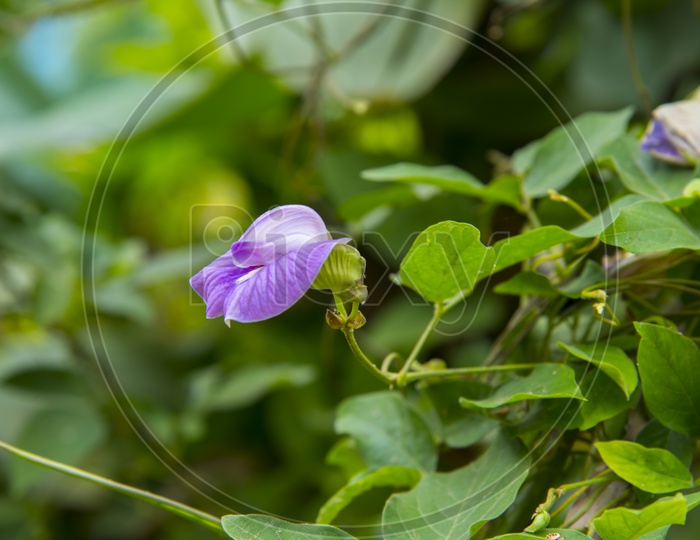 Viola Sororia Flower Or Common Blue Violet Flower