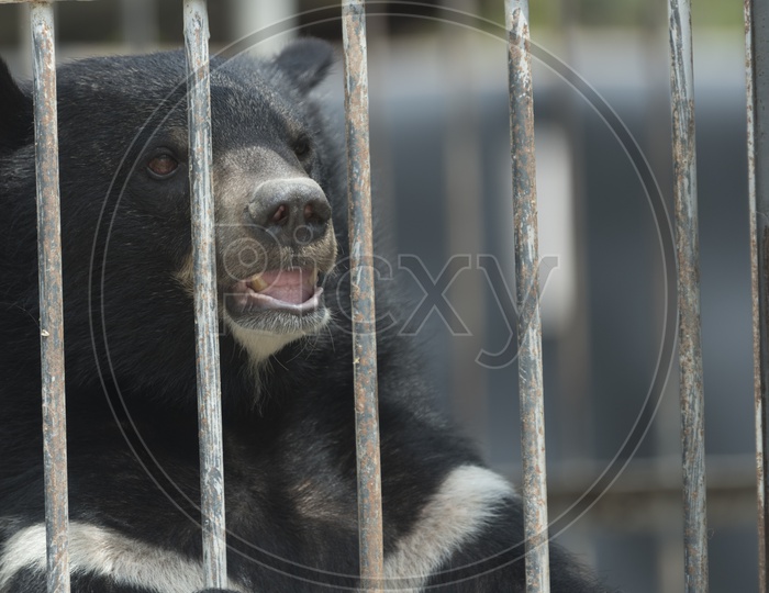 Black Bear In a Zoo Cage