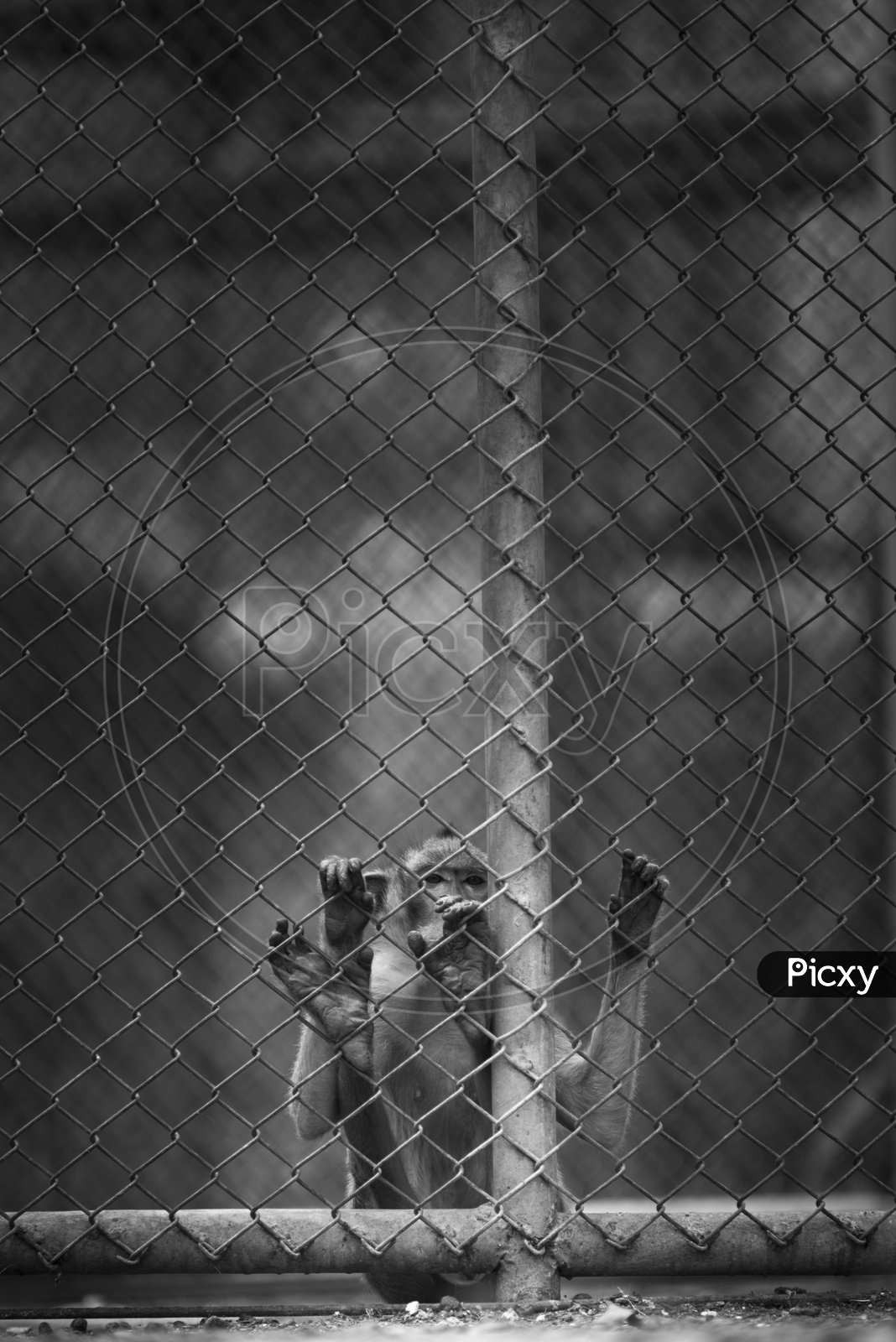 Young Macaque In a Zoo Cage