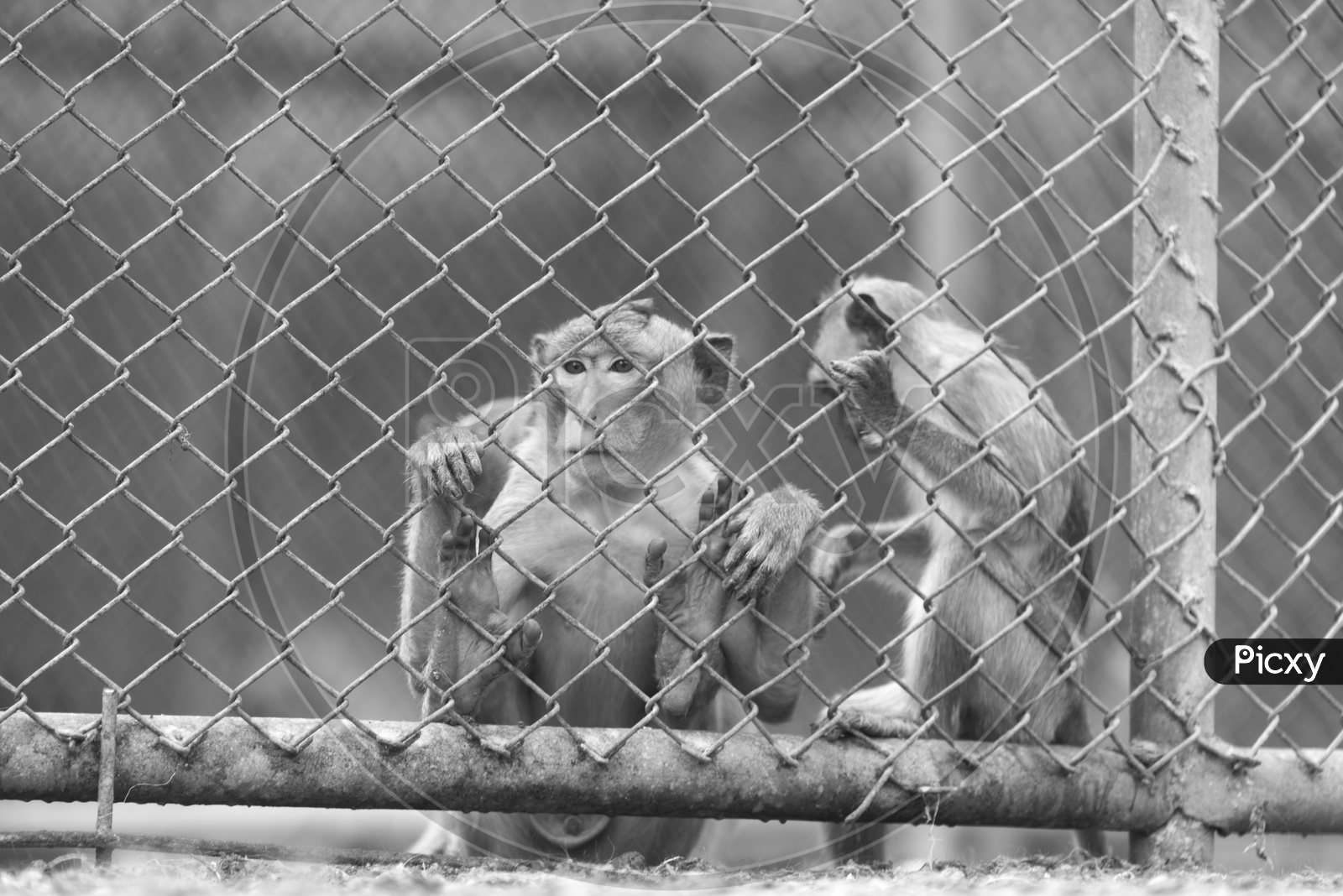monkey in cage at zoo with B&W Filter