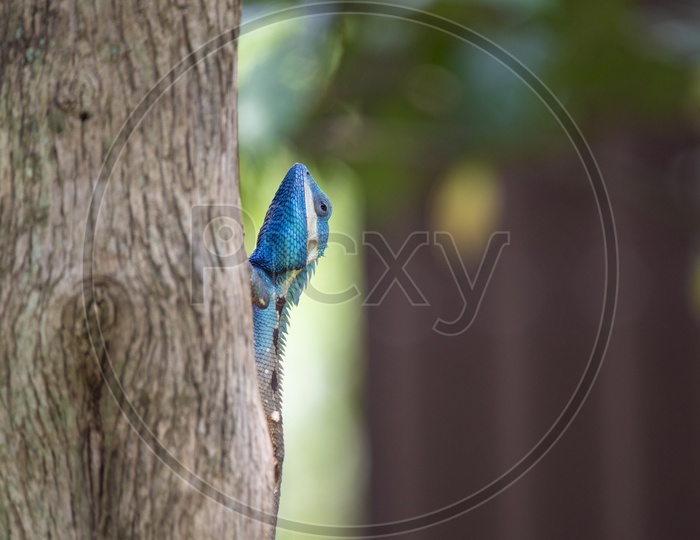 chameleon On Tree Bark Of Tropical Forest