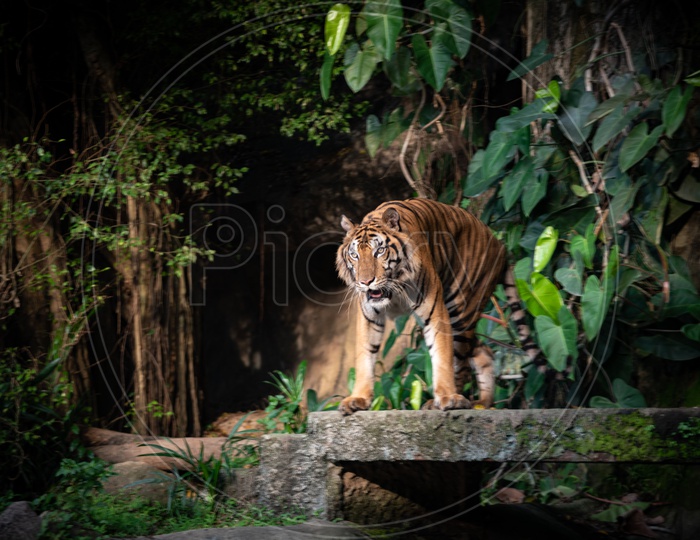 A Bengal Tiger in Zoo