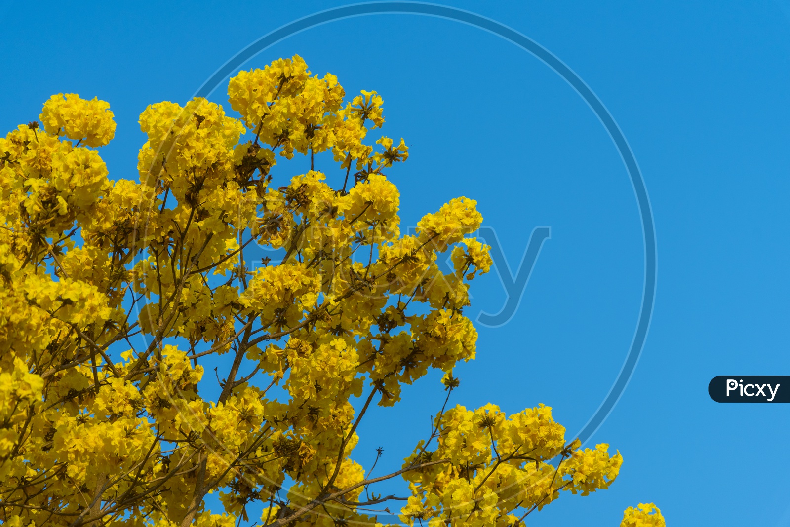 The beautiful yellow Handroanthus chrysotrichus blossom with Blue Sky Background