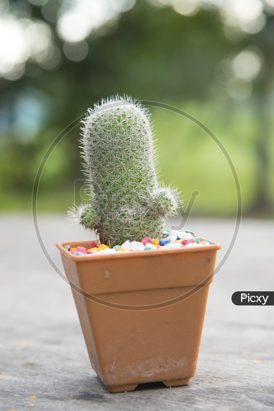 Cactus Plant in Concrete Pot
