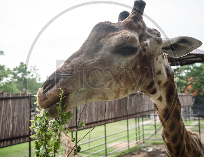 A Giraffe eating in a Zoo