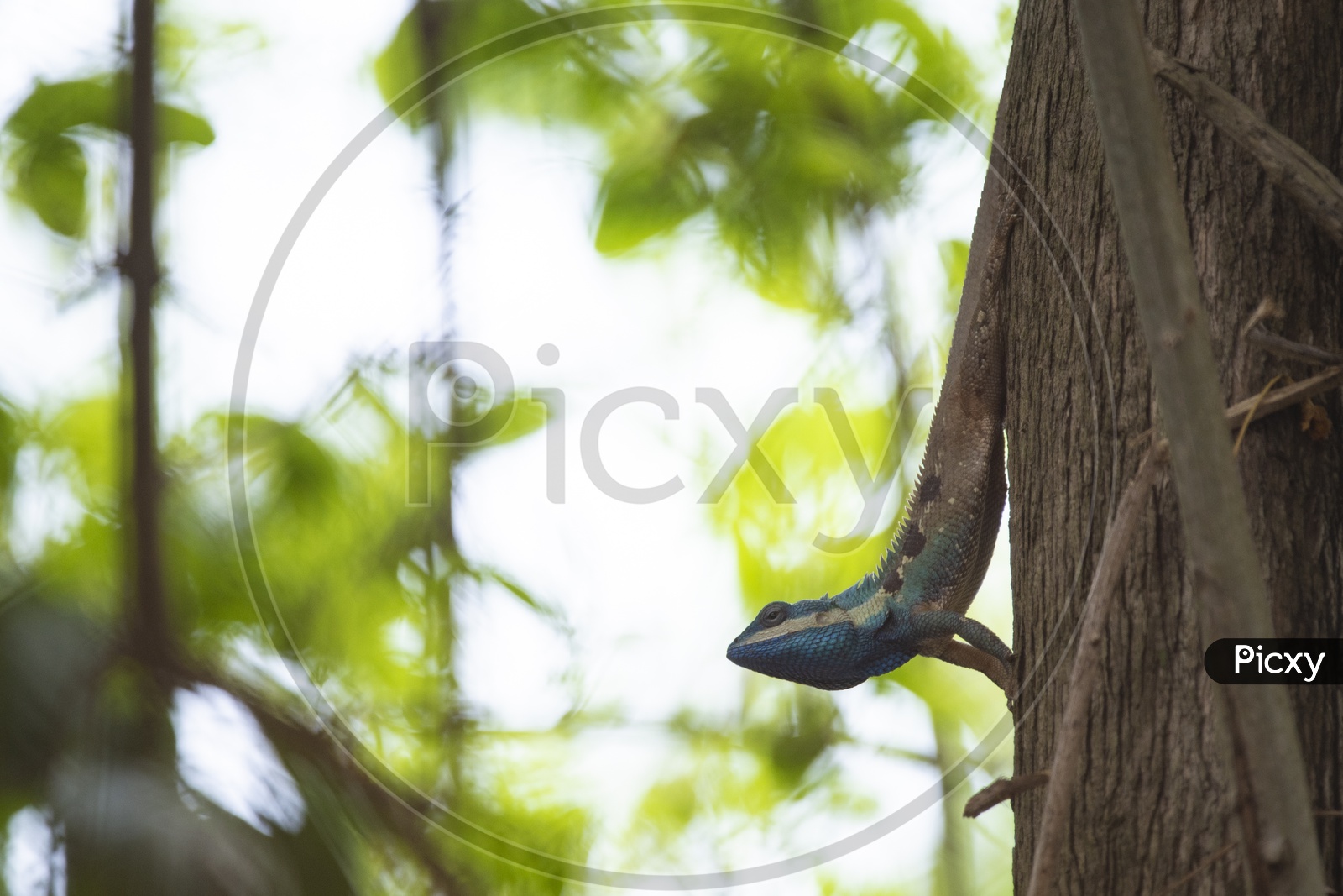 chameleon On Tree Bark  Closeup