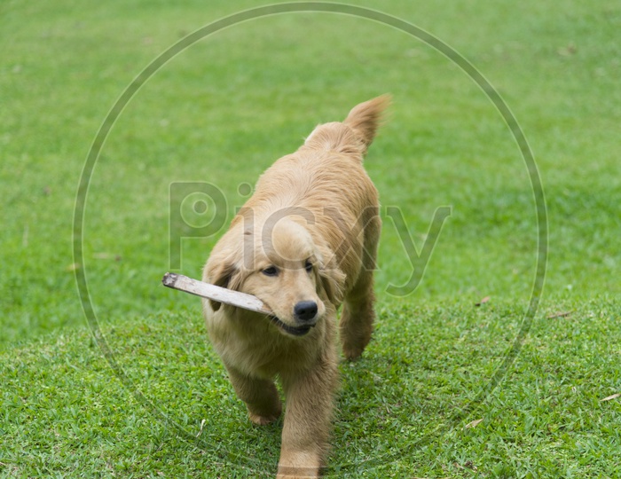 Golden retriever dog running on the field