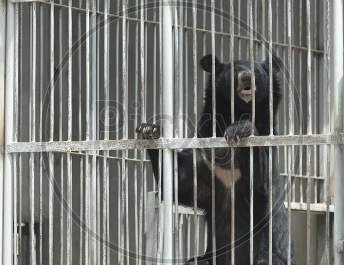black bear in a Zoo cage