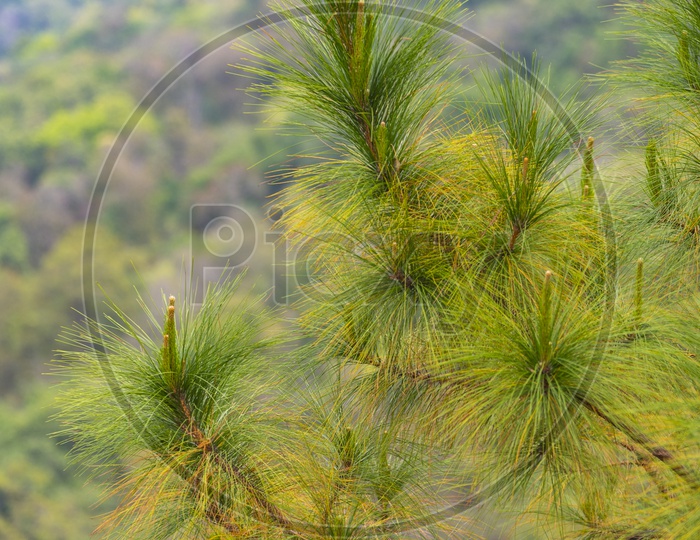 Khasiya Pine or pinus Kesiya  Tree Closeup