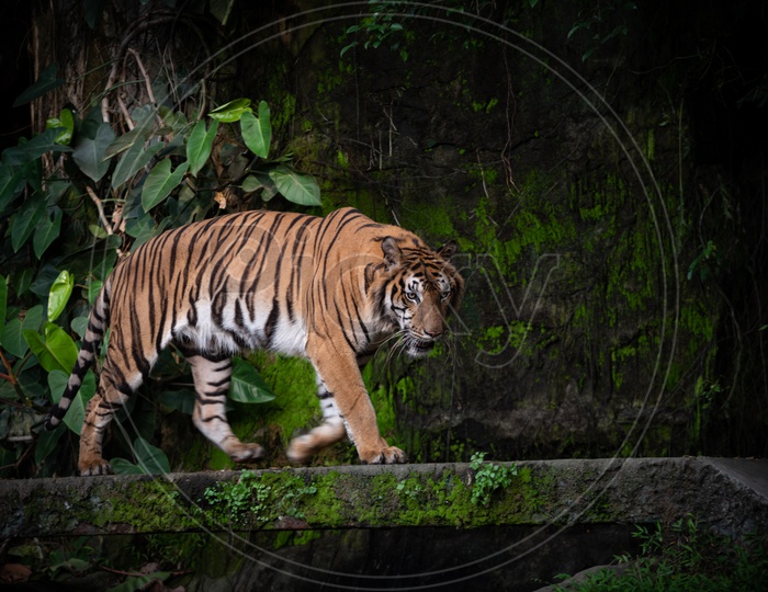 A Bengal Tiger walking in a Zoo