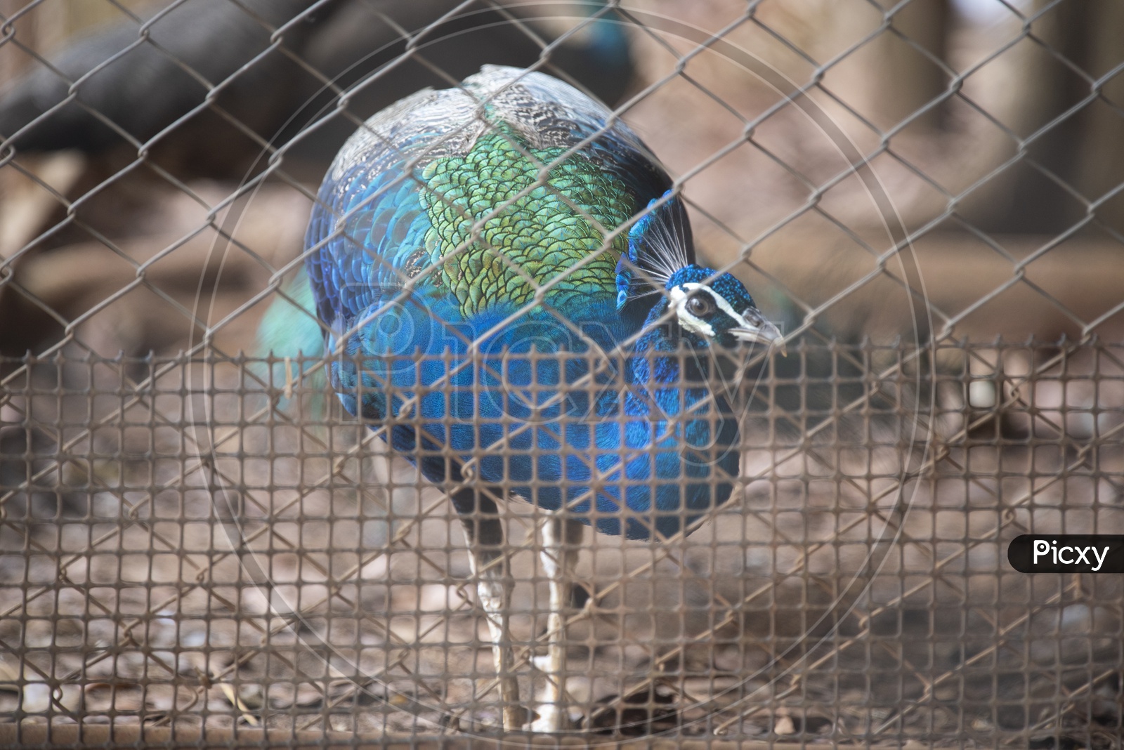 Peacock Bird Closeup In a Cage Ate Zoo