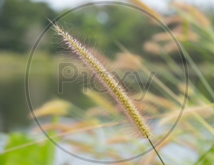 Fescues Grass or Festuca Ear With Blur Field