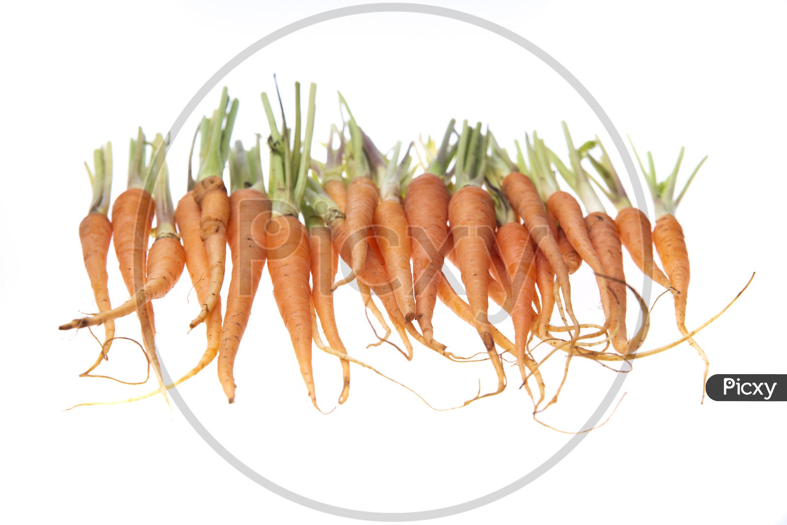 Bunch Of Red Carrots On Isolated White  Background
