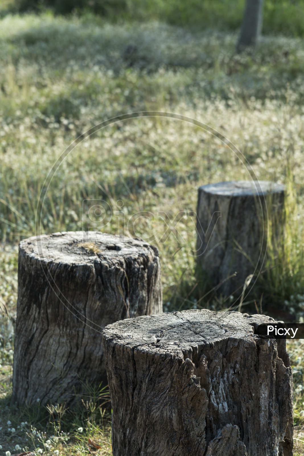 Cut Section Of Old Wooden Logs As Chairs in a Lawn