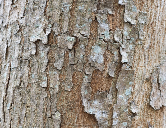 texture background of tree bark