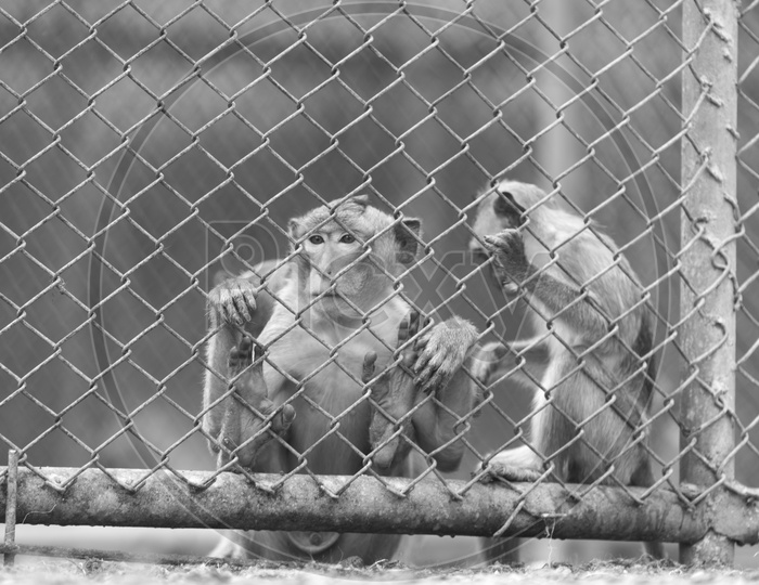 monkey in cage at zoo with B&W Filter