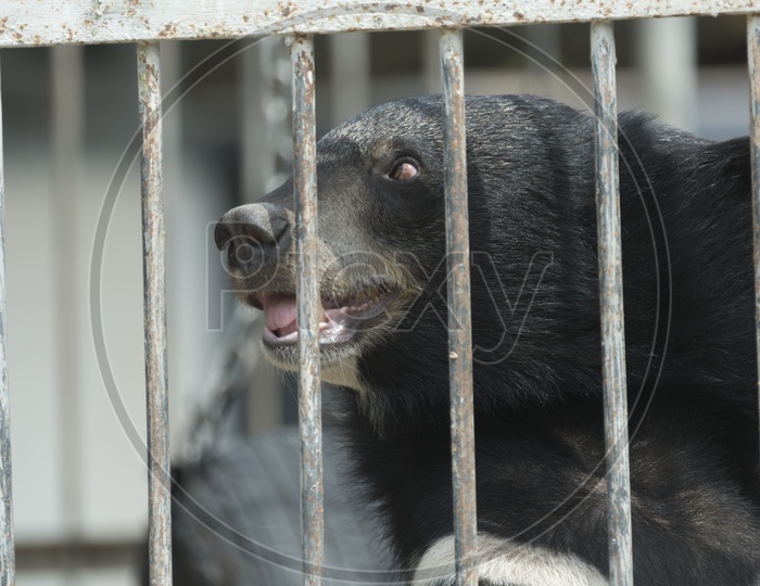 Bear In a  Zoo Cage