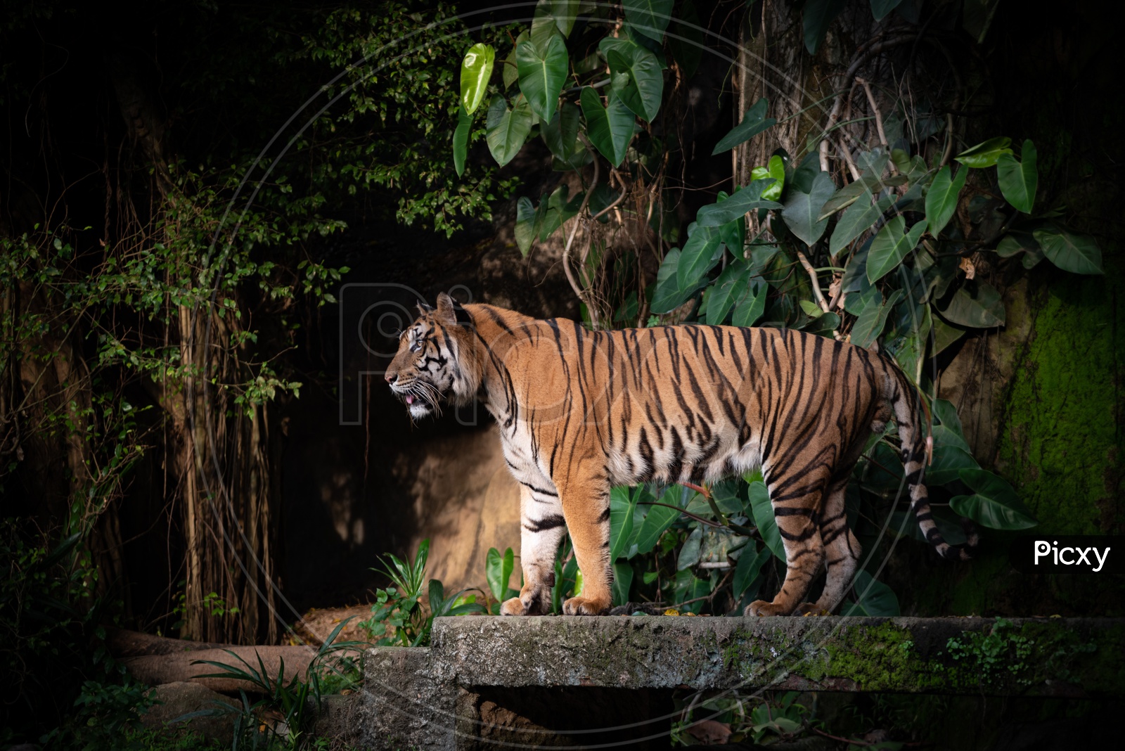 A Bengal Tiger standing in a Zoo