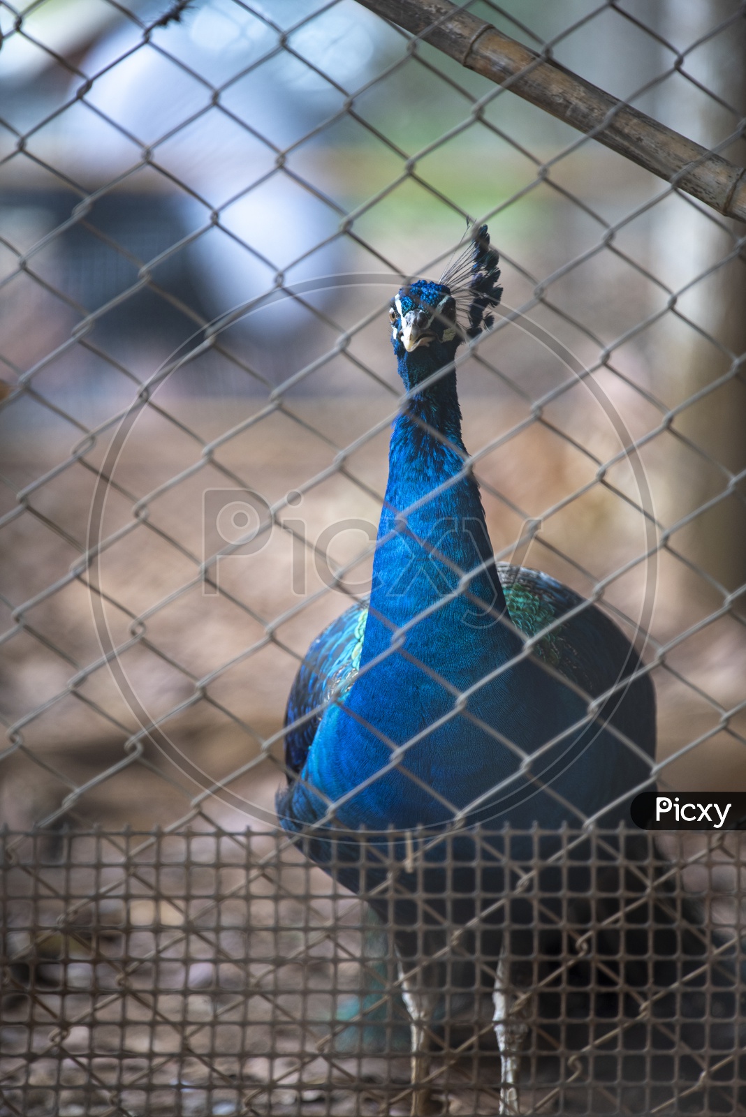 Peacock Bird In a Cage At Zoo