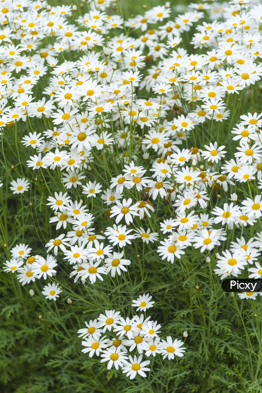 White Daisy Flowers in Garden Plants  Forming a Background