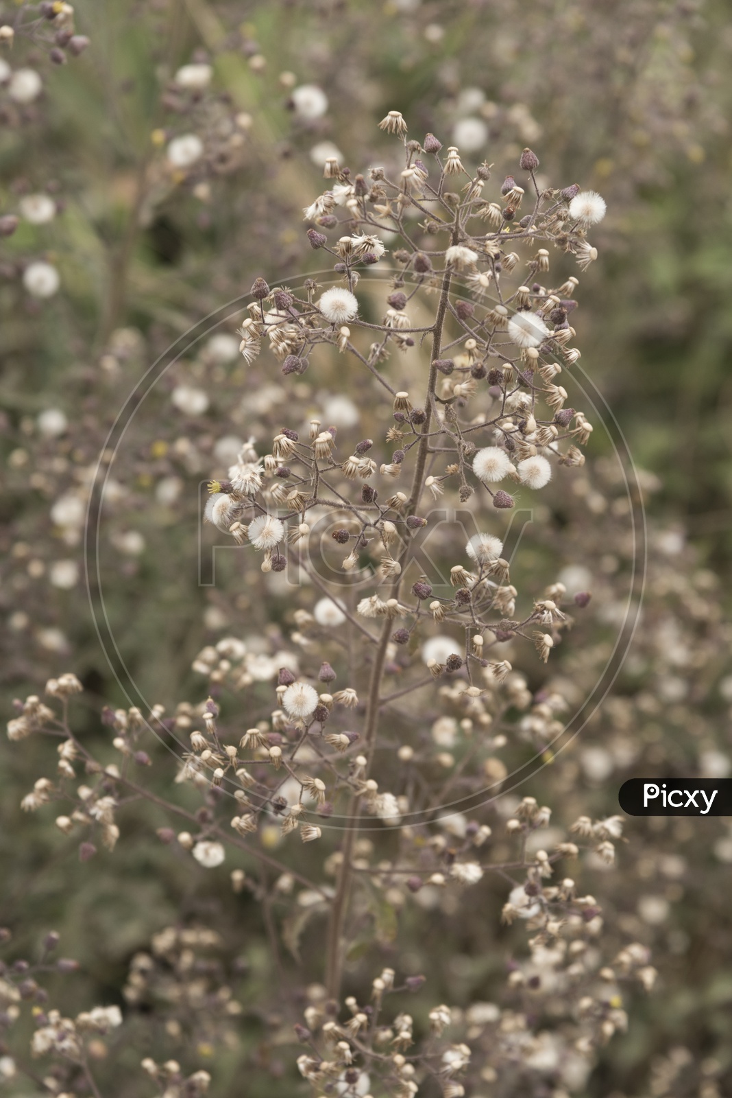 Closeup of Dried Hoary Alyssum Flowers