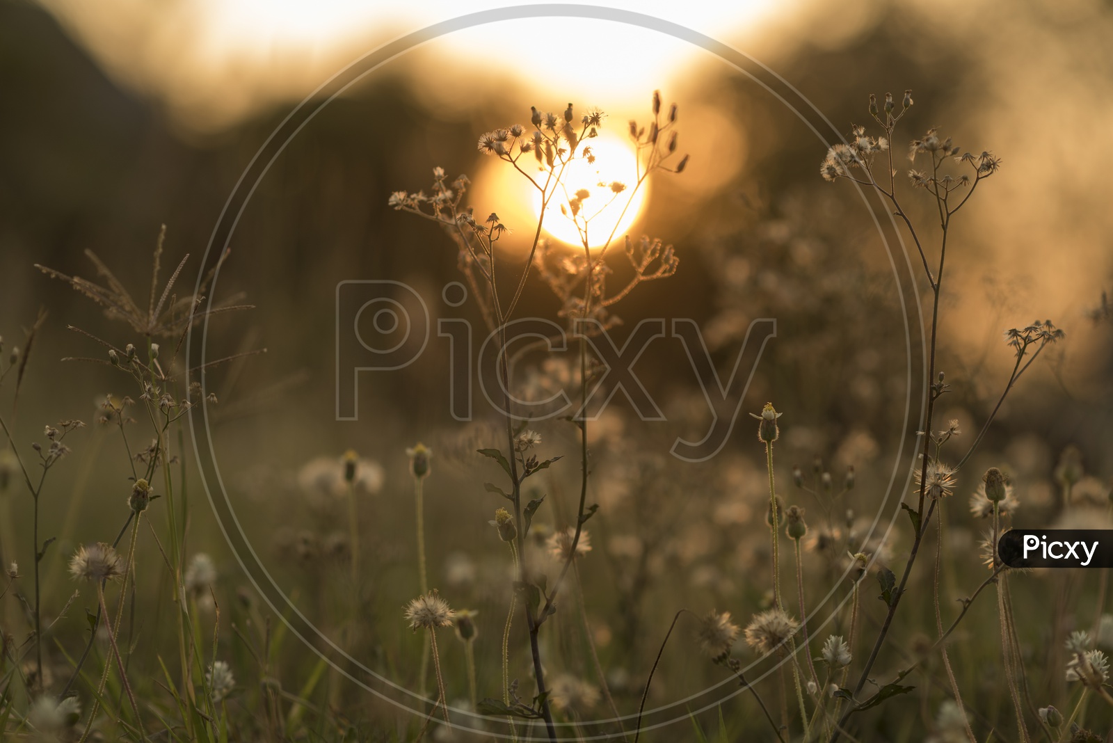 Garden Flowers With Sunset Background