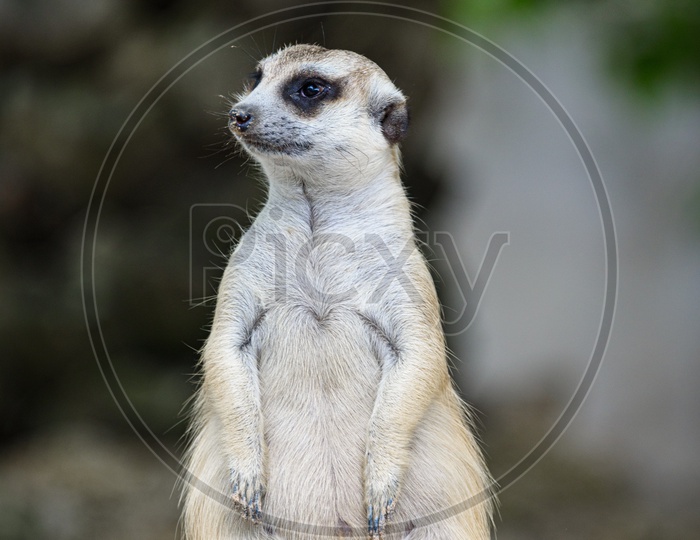 A meerkat sitting on the ground