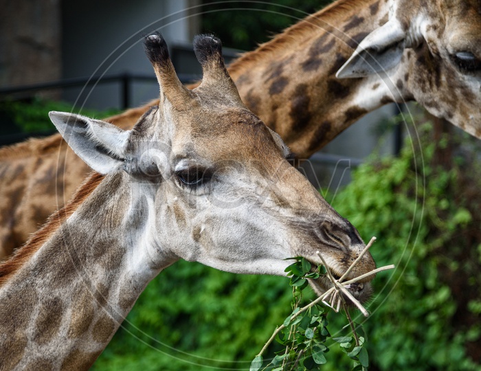 Giraffes eating food that humans feed