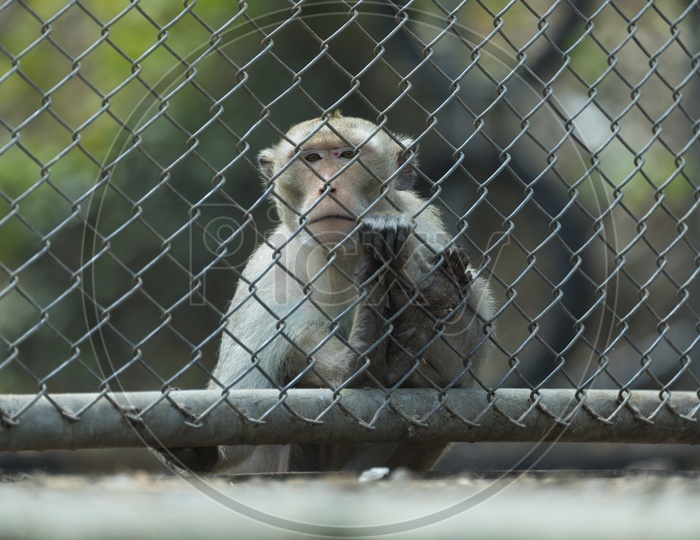 Monkey or macaque In a Zoo Cage