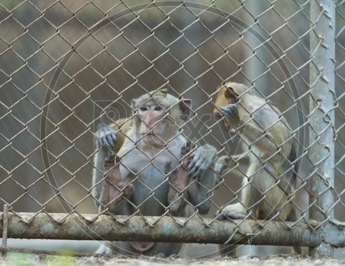 Monkeys Or Macaque  Playing in Zoo Cage